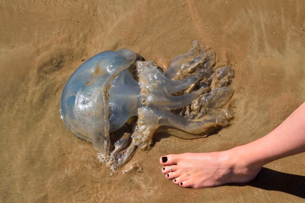 Can Jellyfish Sting Each Other? Why It Happens and How They Avoid It Can Jellyfish Sting Each Other