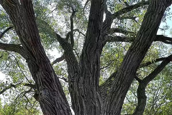 Champion Trees near Lewis Center Ohio: A Guide to Local Giants Champion Trees near Lewis Center Ohio