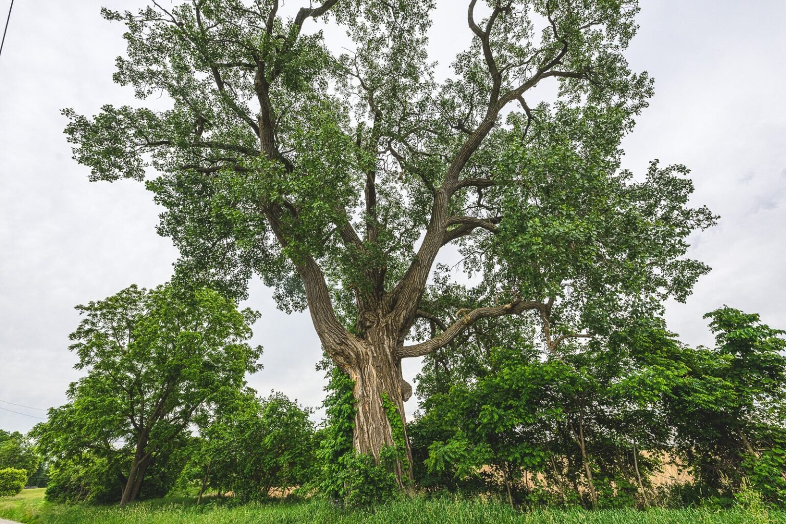 Lewis Center Ohio Champion Trees