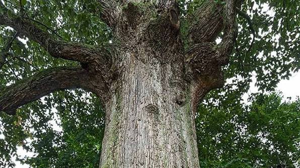 Ohio Champion Trees Lewis Center Ohio Location & Map Guide Ohio Champion Trees Lewis Center Ohio